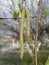 female catkins develop in spring, and leaves unfurl on Betula pendula, silver birch, warty, European white birch, or East Asian