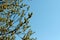 Female catkins of a willow tree in sunlight