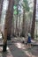 Female caucasian hiker wearing a hat pauses on the trail to look up at the towering pine trees, Yosemite National Park.