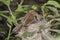 Female Cettis warbler feeding young, Malta, Mediterranean