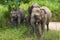 Female Ceylon elephant with baby elephants