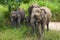 Female Ceylon elephant with baby elephants. Sri Lanka