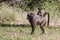 Female Chacma baboon & her young