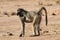 Female Chacma baboon in Kruger National Park, South Africa