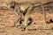 Female Chacma baboon in Kruger National Park, South Africa