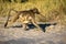 The Female Chacma Baboon, Papio ursinus griseipes, running with cub on belly, Namibia