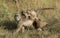 Female Chacma baboon with twins, Botswana