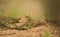 Female Chaffinch feeding on ground