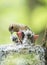 Female Chaffinch feeds its young mouthed Chicks in the nest