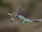 Female Chaffinch on a Lichen covered perch