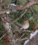 Female Chaffinch in a pine tree