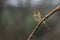 female chaffinch sitting on a branch