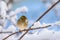 Female chaffinch sitting on a snow covered tree