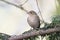 Female Chaffinch in winter plumage on a branch