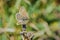 Female Chalkhill Blue buttterfly, Lysandra coridon, on a dry old flower