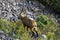 Female chamois