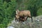 Female chamois feeding her kid