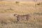 Female cheetah, Acinonyx jubatus, with her cub in the tall grass of the Maasai Mara savannah
