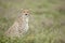 Female Cheetah (Acinonyx jubatus) in Tanzania