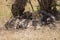 Female cheetah asleep with cubs under bush