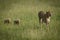 Female cheetah crosses grassland followed by cubs