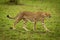 Female cheetah crosses short grass in shade