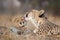 Female cheetah licking her baby cheetah`s cheek in Kruger Park South Africa