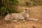 Female cheetah lies curling tail by bush