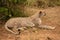 Female cheetah lies looking ahead by bush