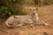 Female cheetah lies turning head by bush