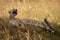 Female cheetah lies yawning in long grass