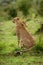 Female cheetah sits on grass staring left