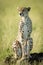 Female cheetah sits staring on termite mound