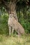 Female cheetah sits under tree turning head