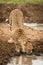 Female cheetah stands drinking from water hole