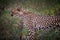 Female cheetah walking through the bush in Kenya