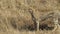 A female cheetah walking and facing to the left in Masai Mara Game Reserve