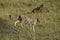 Female cheetah walking and yawning, Kenya