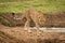 Female cheetah walks past muddy water hole