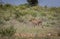 Female cheetah walks slowly through bush hunting for prey