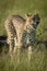 Female cheetah walks yawning in long grass