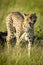 Female cheetah walks yawning in tall grass
