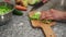 Female chef cook slices vegetarian salad of vegetables and lettuce.