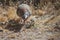 Female and chicks of red-legged partridges Alectoris rufa searching for food.