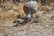 Female and chicks of red-legged partridges Alectoris rufa searching for food.