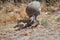 Female and chicks of red-legged partridges Alectoris rufa searching for food.