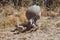 Female and chicks of red-legged partridges Alectoris rufa searching for food.