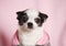 Female Chihuahua dog in a pink and gray jacket