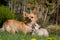 Female Chihuahua with puppy