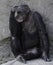 Female Chimpanzee Showing Emotion